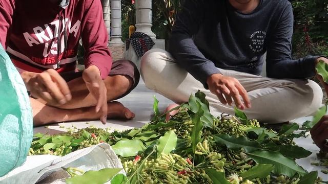 Harvest the best quality cloves from south east java indonesia | Picking cloves with farmers. смотреть онлайн