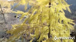 Осень на природе Якутия