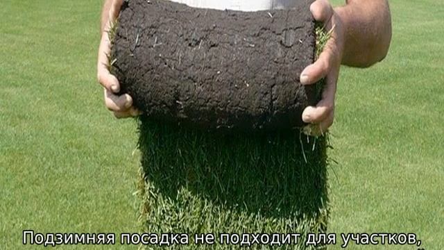 Когда сеять газонную траву: осенью или весной смотреть онлайн