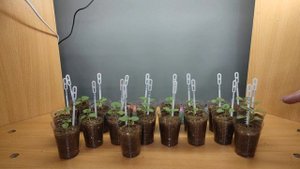 Пеларгония карликовая из семян! Три недели от посева. Сколько надо воды для полива герани? Обзор.