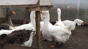 Холмогорские и тулузские гуси в хозяйстве ЛПХ 163 Регион 21.10.2019