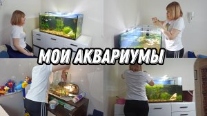 Мои аквариумы? Чистка аквариума своими руками?