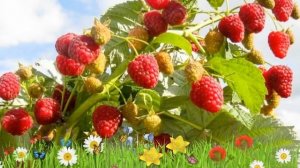 Малина ремонтантная Зева ? Обзор: посадка и уход. крупномеры малины Зева: описание и особенности