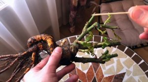 Сербская роза 2022. У МЕНЯ НЕТ СЛОВ!!! ЧТО СКРЫВАЕТ КОРОБКА? ОБЗОР РОЗЫ ОТ ФИРМЫ IMPERIAL ROSE.