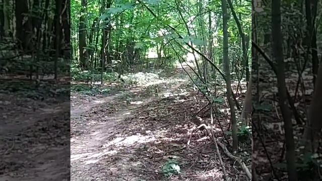 Лиса в лесу смотреть онлайн