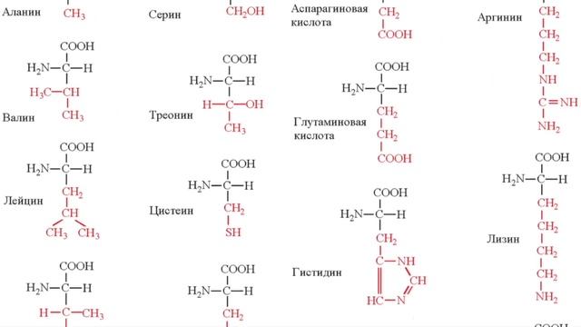 20 незаменимых аминокислот формулы таблица ПИТАНИЕ Белки, жиры, углеводы (ВАЖНЫЕ ПОДСКАЗКИ) - смотреть видео онлайн от "При