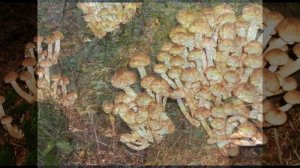 Тихая  охота