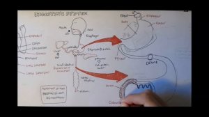 Digestive System Anatomy