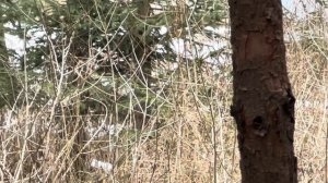 РАСПРОСТРАНЕНИЕ И РАЗМНОЖЕНИЕ ВОЗБУДИТЕЛЕЙ БОЛЕЗНЕЙ ПЧЁЛ МЕДОНОСНЫХ.