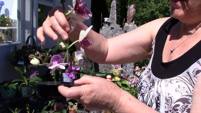 Why some phalaenopsis orchids prefer certain pots and slipper orchid in spike смотреть онлайн