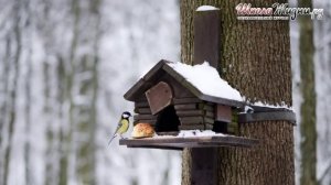 Как Сделать Кормушку для Птиц
