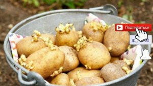 Способы посадки картофеля: какой лучше, грунт, почва, удобрение, картошка, посадка картошки, сотка