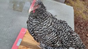 Мехеленская кукушка - Стандарт породы, перевод с немецкого!