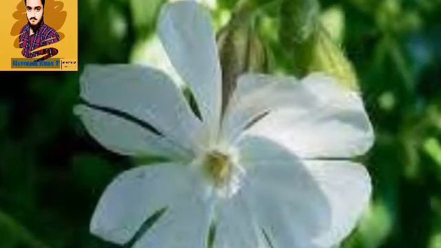 Rare flowers in the world || Duniya mai bht kam pae jany waly phol ||دنیا میں پائے جانے والے عجیب د смотреть онлайн