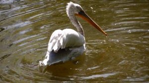 пеликан рыбачит
