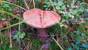 Подосиновик (Leccinum). Как выглядит гриб на месте произрастания.