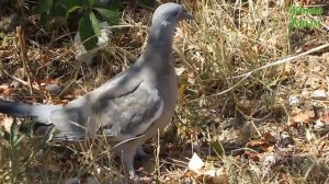 Вяхирь - дикий голубь