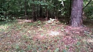 Лесные грибы средней полосы России в сентябре