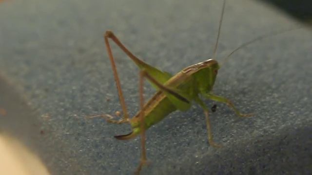неудачная маскировка или кузнечик на губке - unsuccessful disguise or grasshopper on the sponge смотреть онлайн