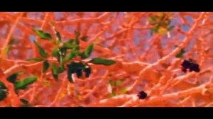 Kuntu Maitan - Дерево, под которым отдыхал Пророк Мухаммад (ﷺ)