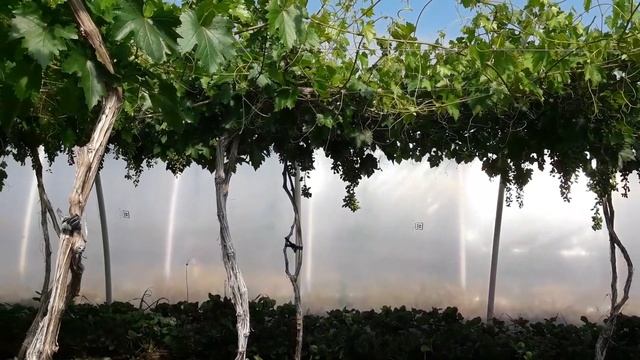 Виноград в теплице 21.06.2017.