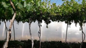 Виноград в теплице 21.06.2017.