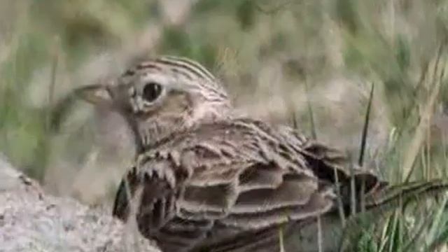 Чайковский Песня жаворонка смотреть онлайн