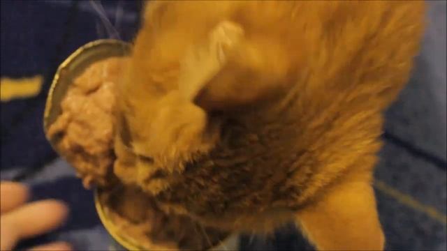 КОРМ для кошек - кролик смотреть онлайн