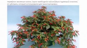 Куфея, посадка и уход.