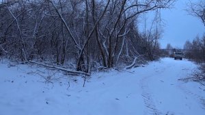 ЯБЛОЧНЫЙ САД , ВОЗИМ КУСТЫ