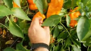 Мега-ПЕРЕЦ Оранжевый КЛЫК Динозавра, сорт и ранний и сладкий и урожайный!