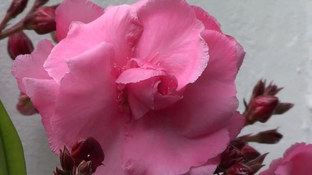 Pink Oleander смотреть онлайн