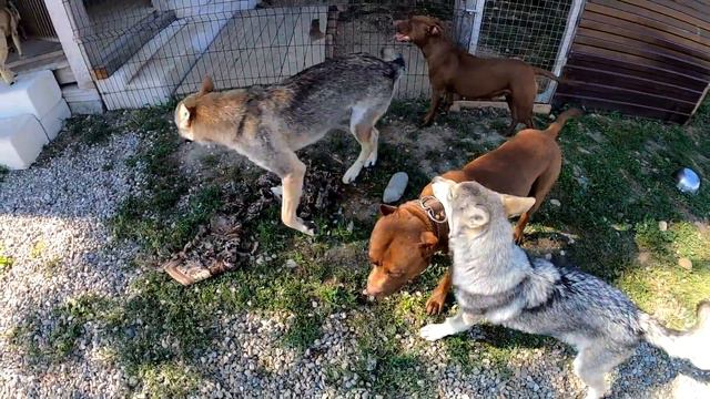 ПИТБУЛЬ ПРОТИВ ВОЛКА / PITBULL VS WOLF / РАЗБОРКИ В СТАЕ !!! ВОЛКОСОБ АЯВРИК / ПИТБУЛЬ МУСА. смотреть онлайн