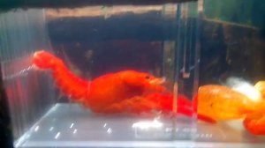 Procambarus clarkii  линька красный флоридский рак