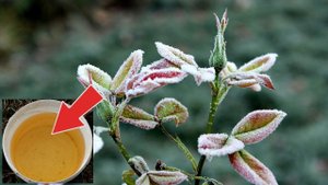 Средство защитит от возвратных заморозков любую садовую культуру! Как защитить сад от мороза?