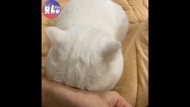 ПРИКОЛЫ С ЖИВОТНЫМИ 😺🐶 Смешные Животные Собаки Смешные Коты Приколы с котами Забавные Животные #2