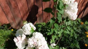 Гортензия метельчатая Ваниль Фрайз  в 2021 году/ Все этапы цветения VanilleFraisehydrangea