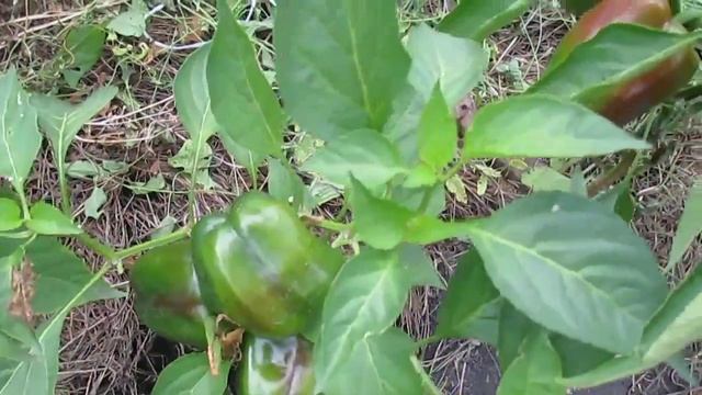 Как вырастить сочный #перец. Урожай перцев 2015г. смотреть онлайн