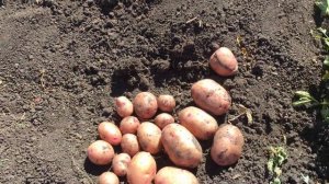 Картофель снегирь из миниклубней.