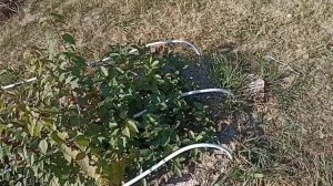 Выращивание деревьев из семян