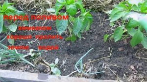СУПЕР средство ОТ МЕДВЕДКИ и от проволочника...ЗАЩИТА РАССАДЫ ПРИ ПОСАДКЕ ..