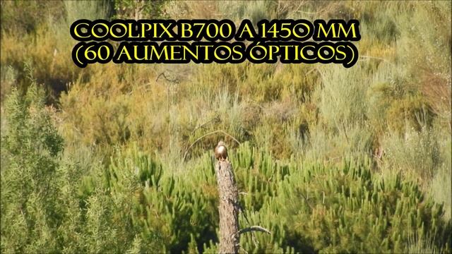 Nikon Coolpix P1000 vs Coolpix B700 - ¿Cuál es la mejor cámara? смотреть онлайн