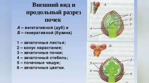 Краткий пересказ §8 Побег, его строение и развитие. биология 6 класс Пономарёва