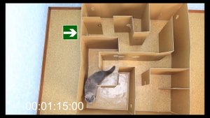 СДЕЛАЛИ ОГРОМНЫЙ ЛАБИРИНТ для кошки. Где выход? Реакция Китти.