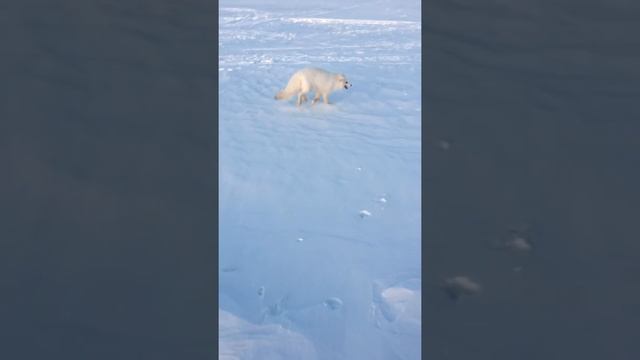 Песец - Осторожно!