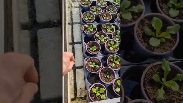 Как поживают живые цветы в теплицах #прикол #работа #шастун смотреть онлайн