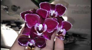 Домашнее цветение орхидеи темно-бордовая с белой каймой.