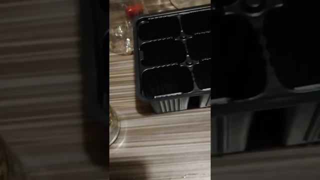 Стратификация клематиса, Клематис из семян, семена клематиса из Китая, посев смотреть онлайн