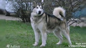 Аляскинский маламут против сибирской хаски.Какая ездовая собака лучше и кто победит?