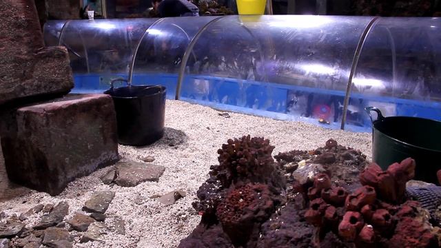 Blue Reef Aquarium: A Fishy Business (Episode 2) смотреть онлайн